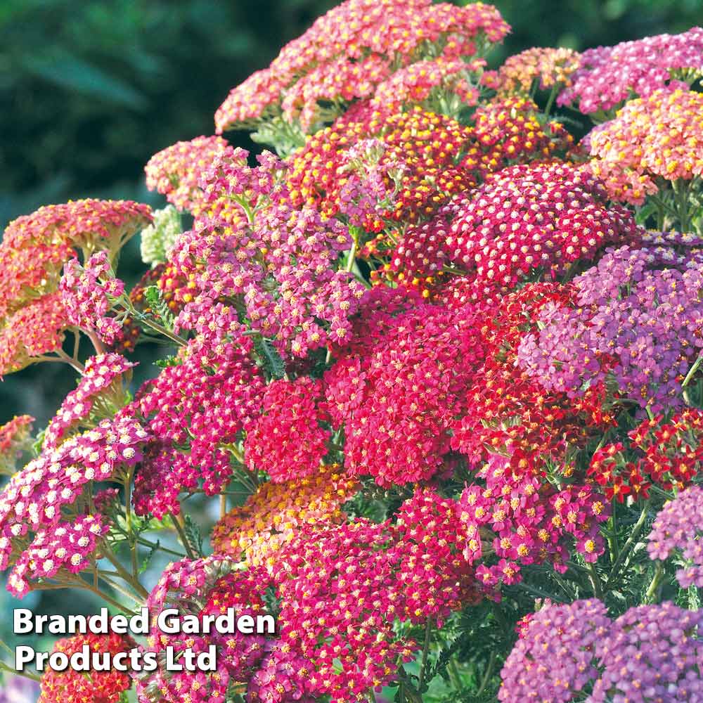 Achillea millefolium 'Summer Berries'