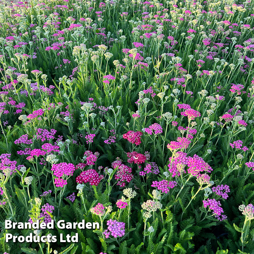 Image of Achillea millefolium 'Pink Grapefruit' (Tutti Frutti Series)