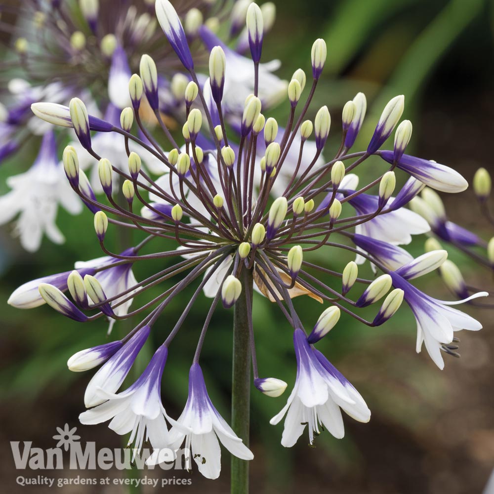 Agapanthus 'Fireworks'