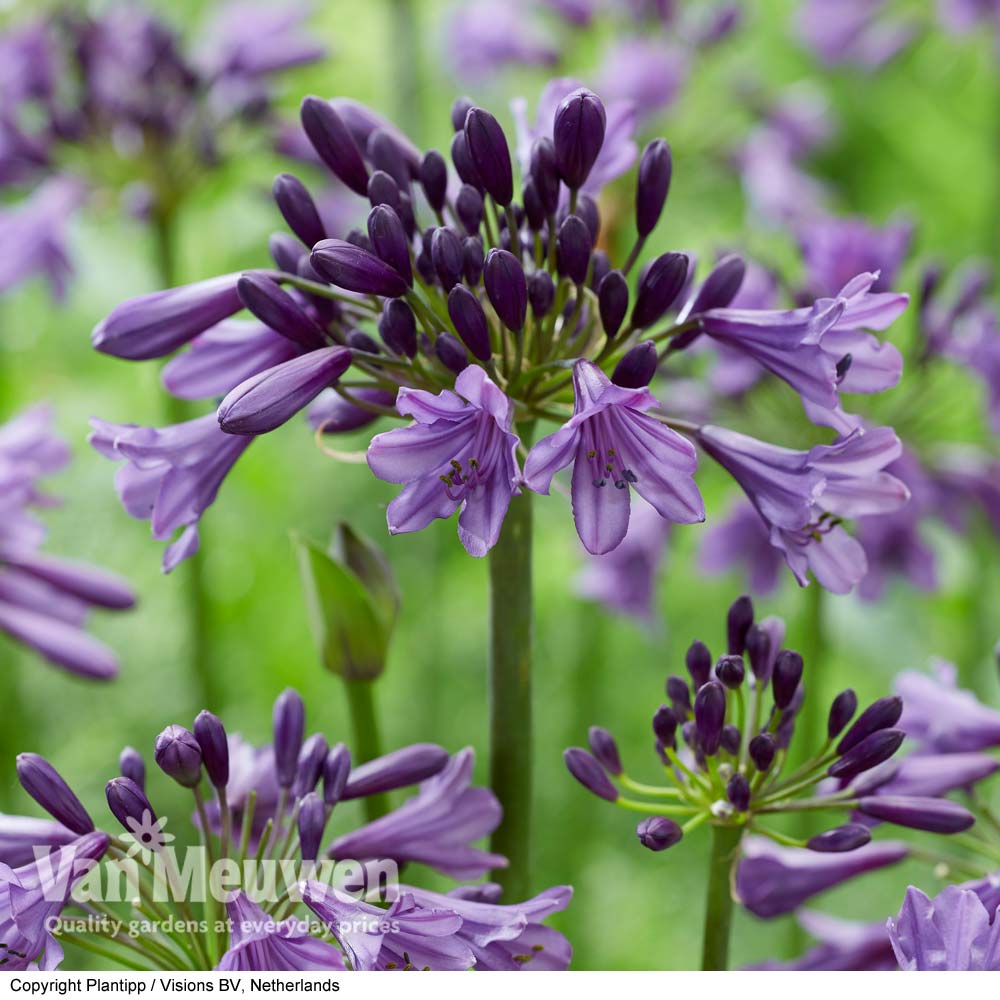 Agapanthus 'Poppin' Purple'