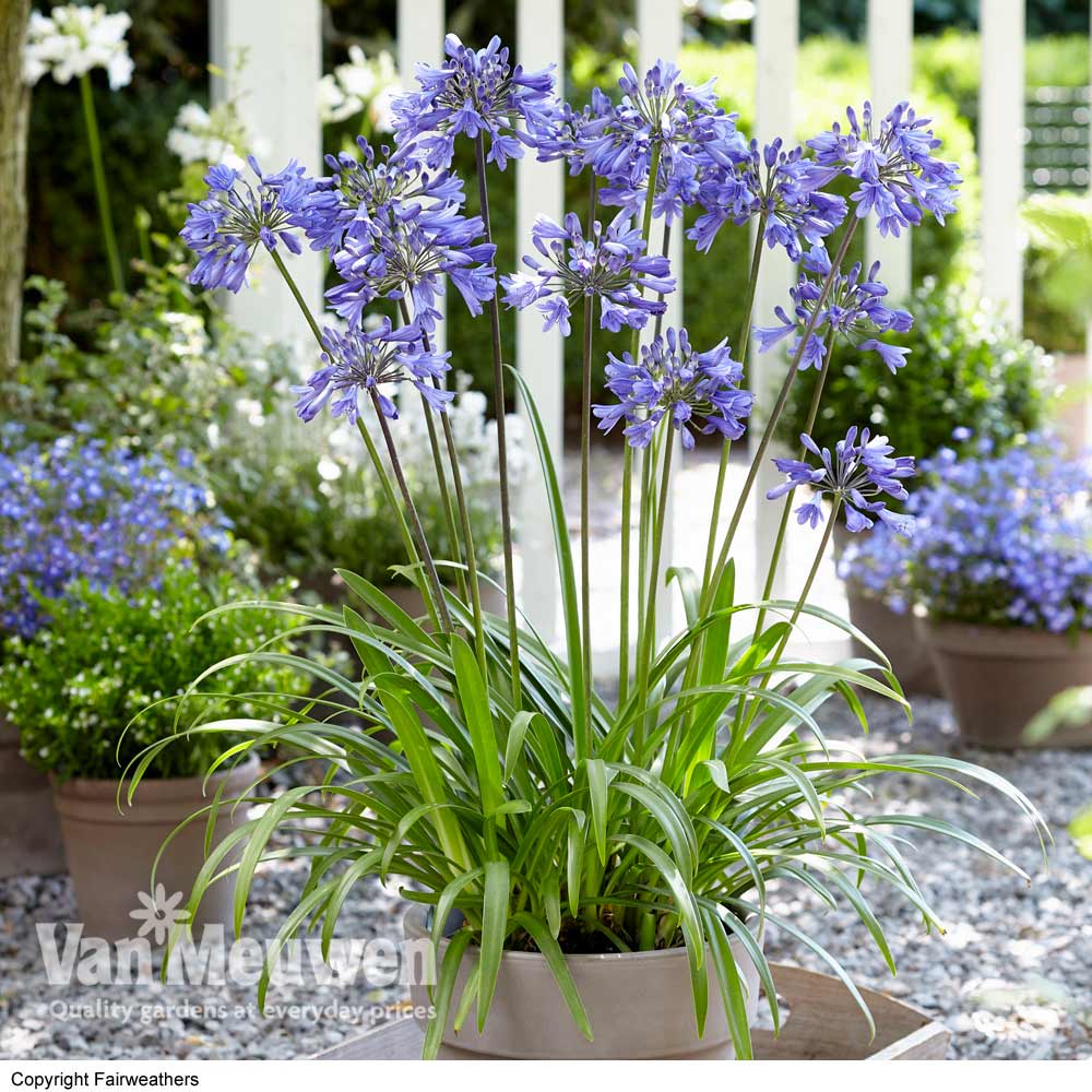 Agapanthus 'Ever Sapphire'