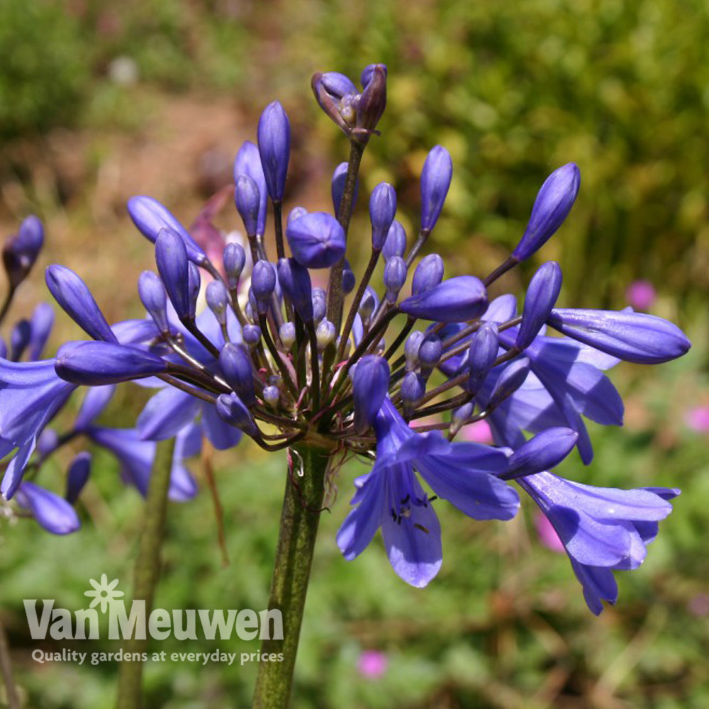 Agapanthus 'Tom Thumb'