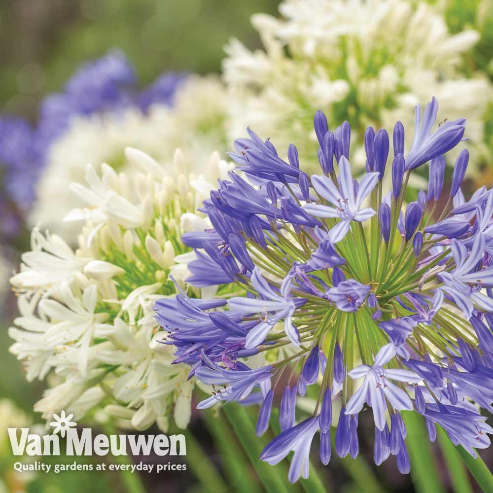 Agapanthus Blue & White Collection