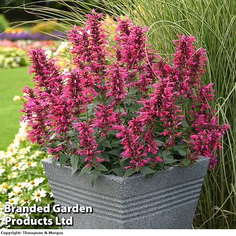 Agastache 'Morello'