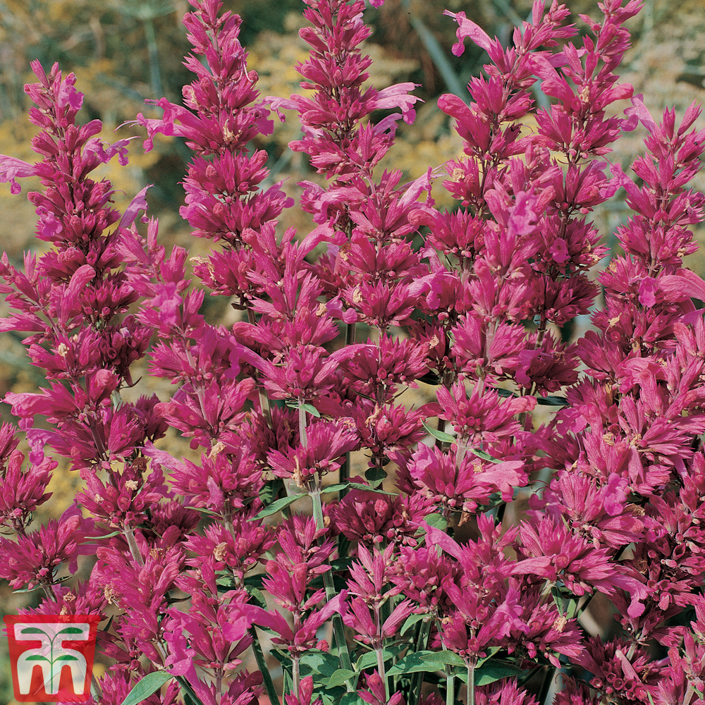 Agastache 'Cana'