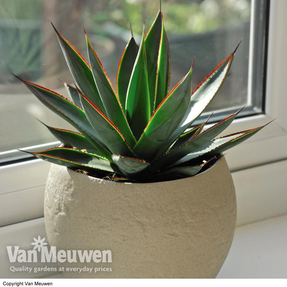 Agave 'Shaka Zulu' (House Plant)