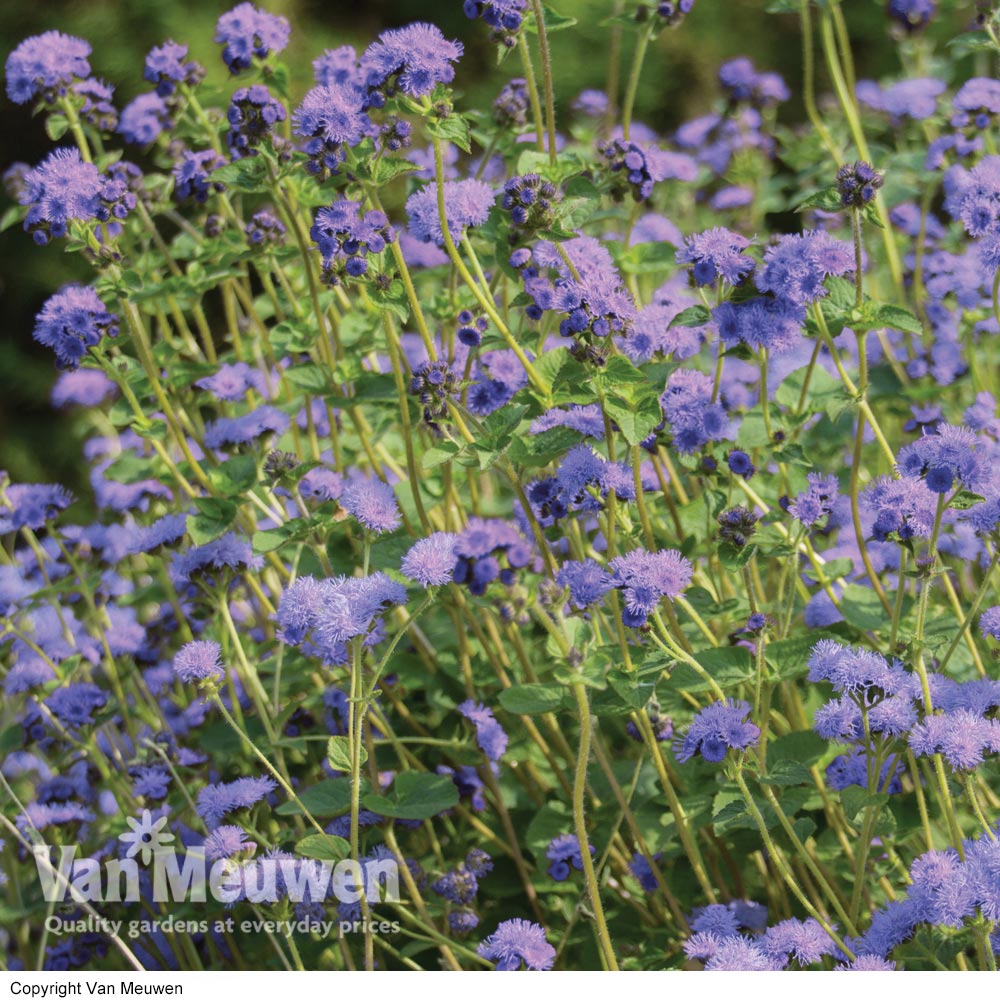 Ageratum 'Everest Blue' (Garden Ready)