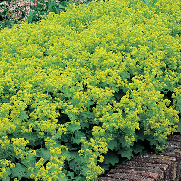 Alchemilla mollis