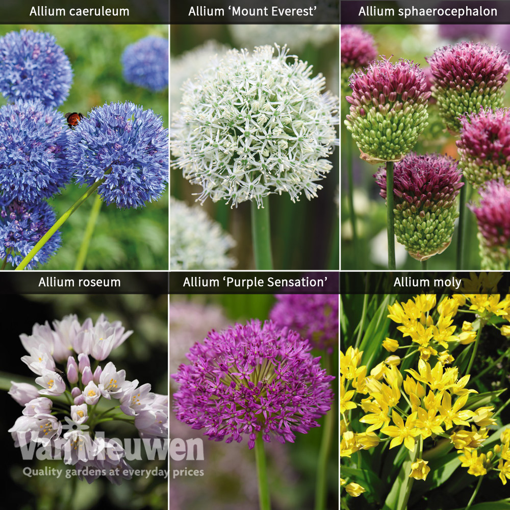 Allium Cottage Garden Collection