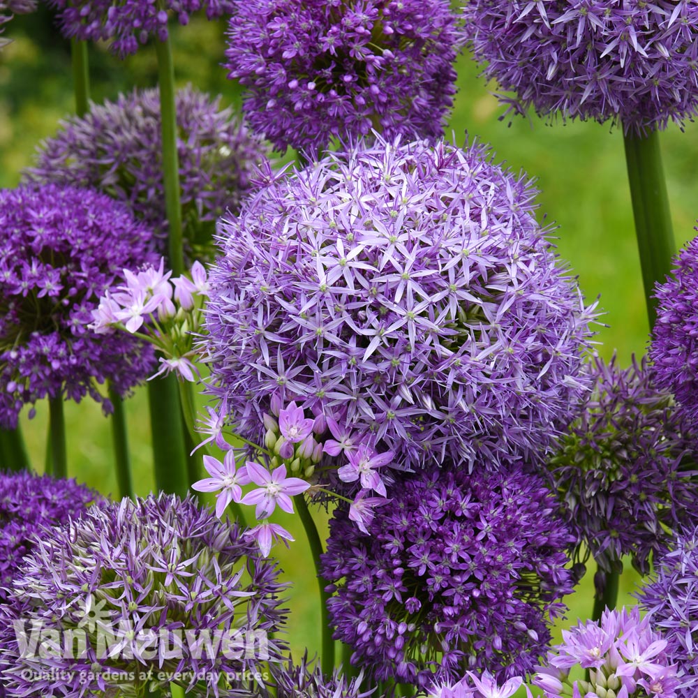 Image of Allium Cut Flower Collection