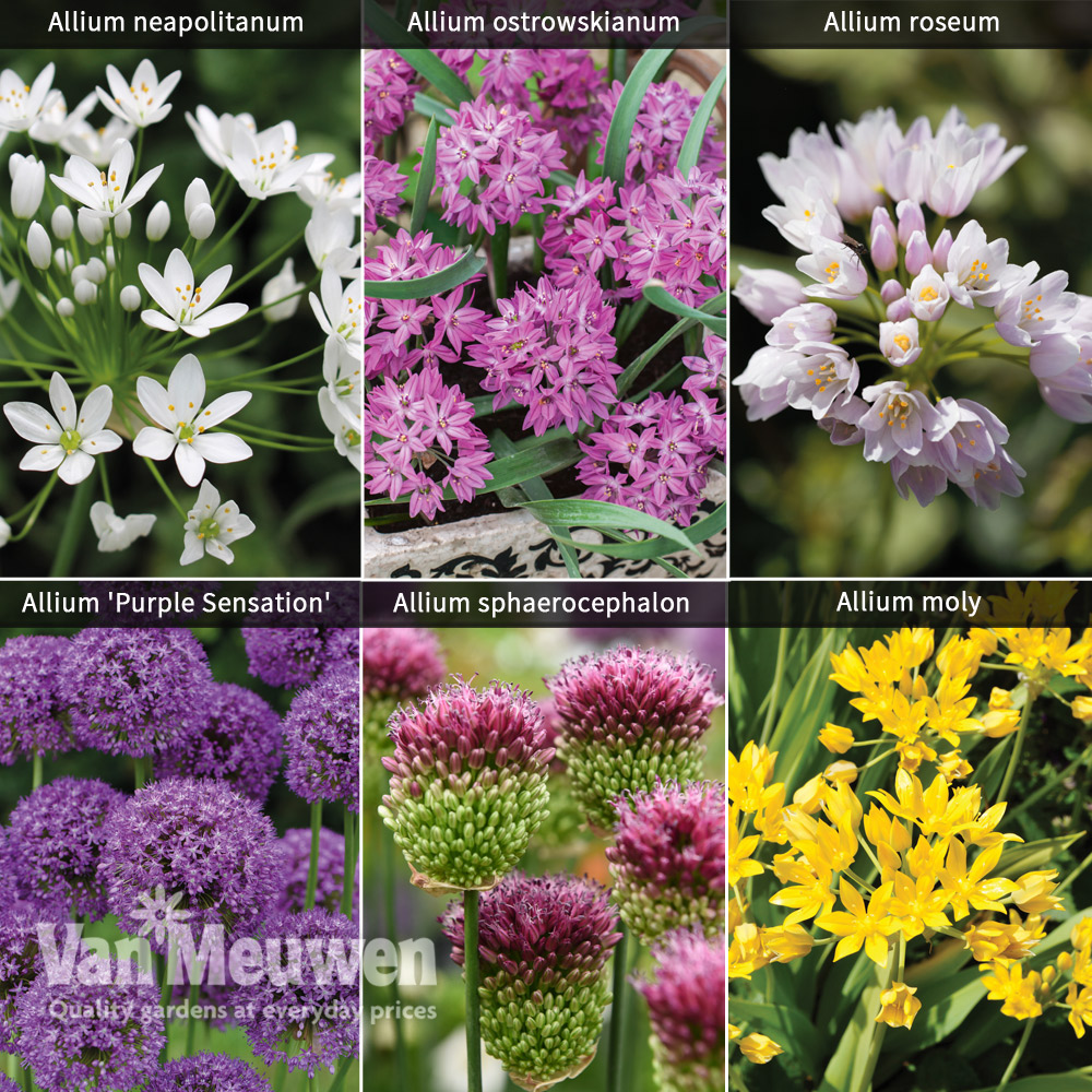 Allium Collection