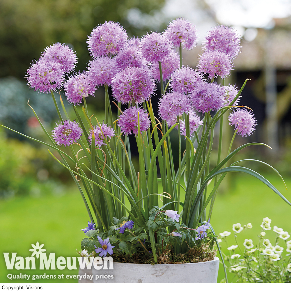 Allium carolinianum 'Rosy Dream'