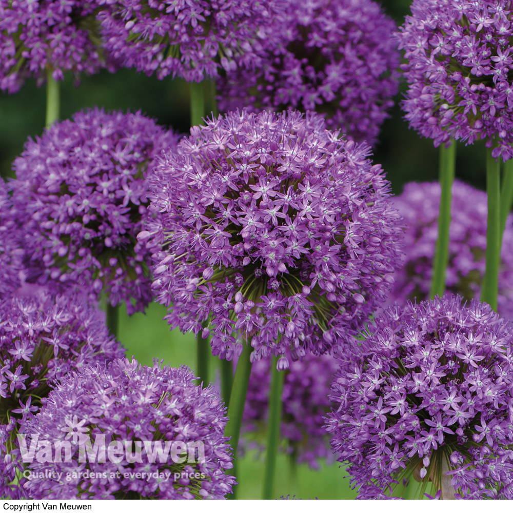 Allium 'Purple Sensation'