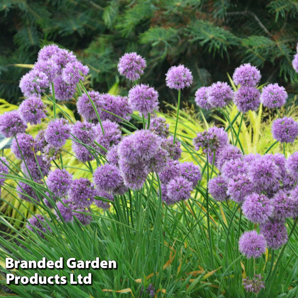 Allium 'Medusa'