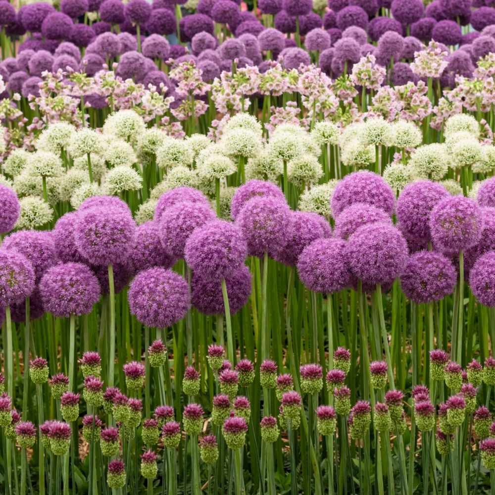 Allium Nurserymans Choice