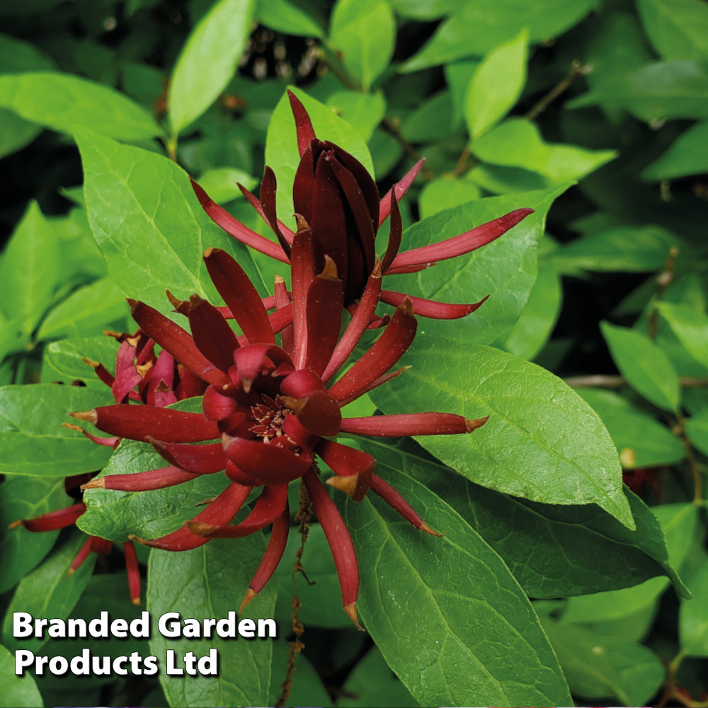 Carolina Allspice