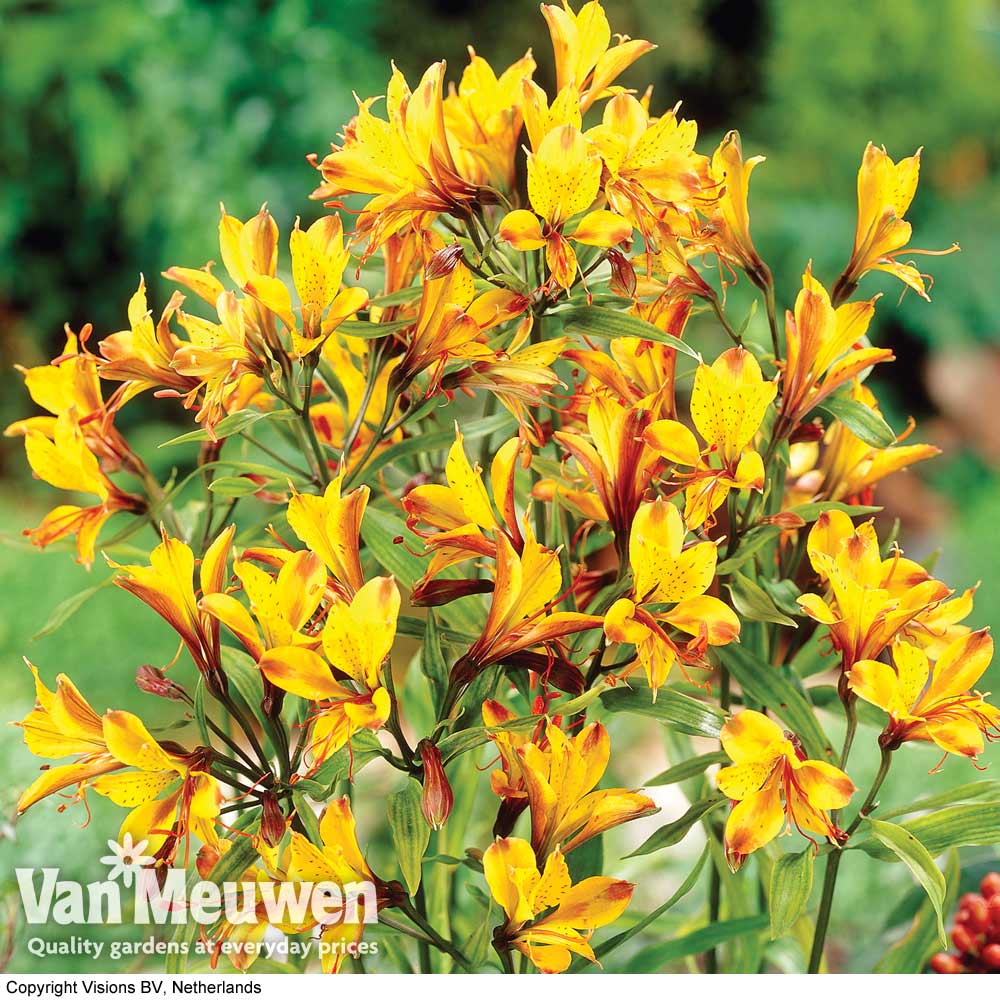 Alstroemeria 'Sweet Laura'