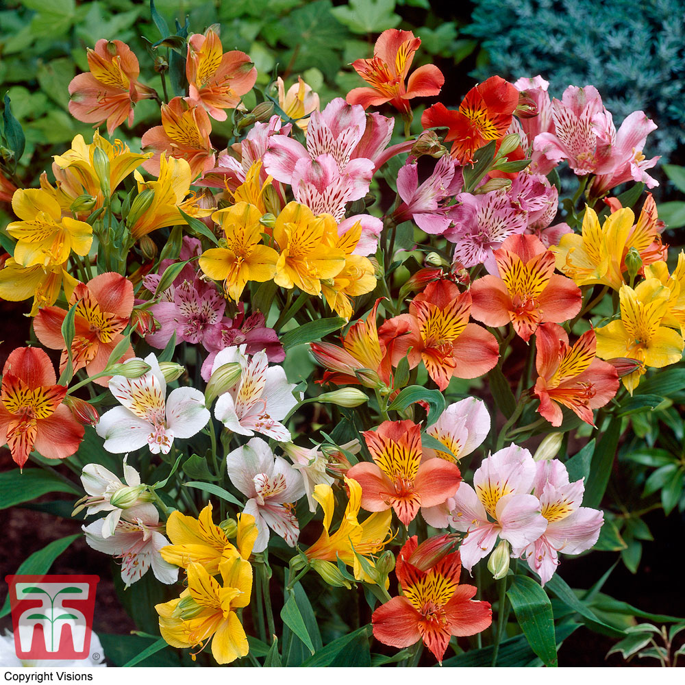 Alstroemeria 'Ligtu Hybrids'