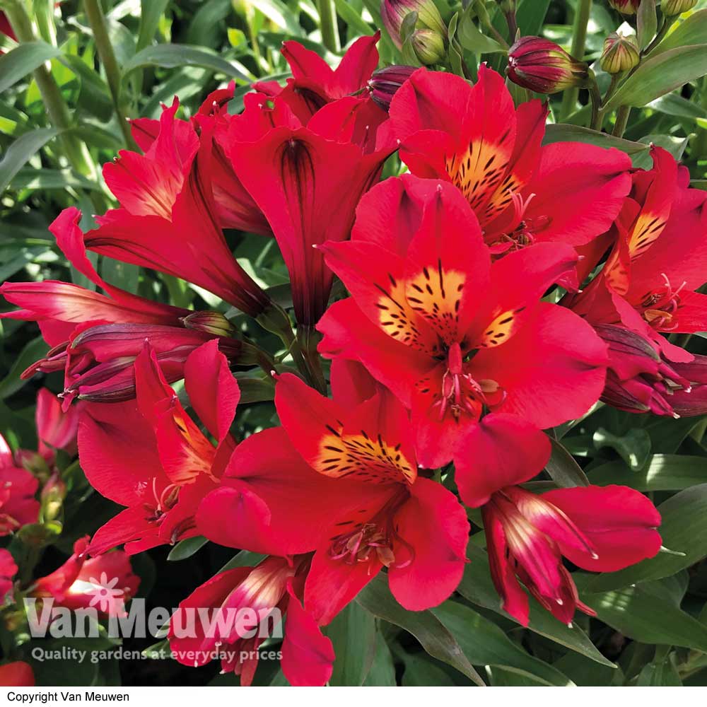 Alstroemeria 'Summer Lovely'