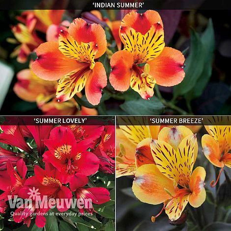 Alstroemeria Summer Trio