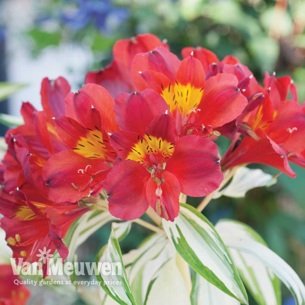 Alstroemeria 'Rock 'n' Roll'