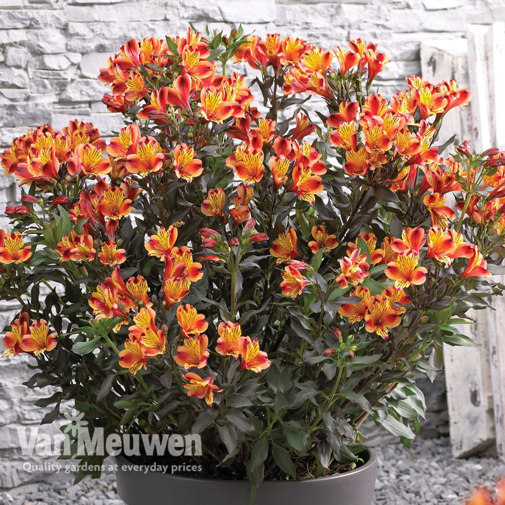 Alstroemeria 'Indian Summer'