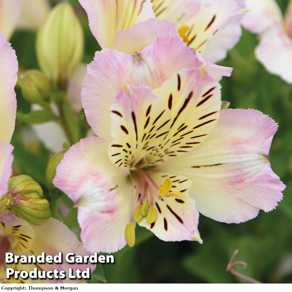 Alstroemeria 'Beach Valley'