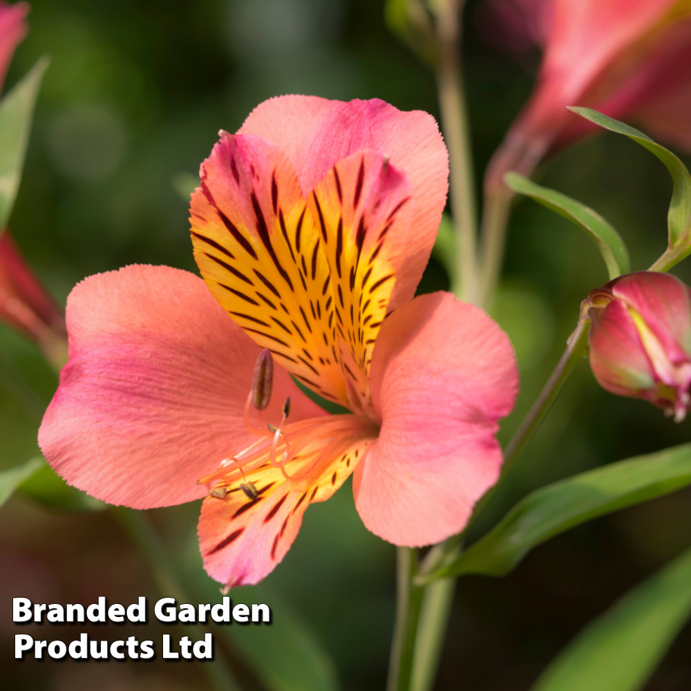 Alstroemeria 'Malaga Valley'