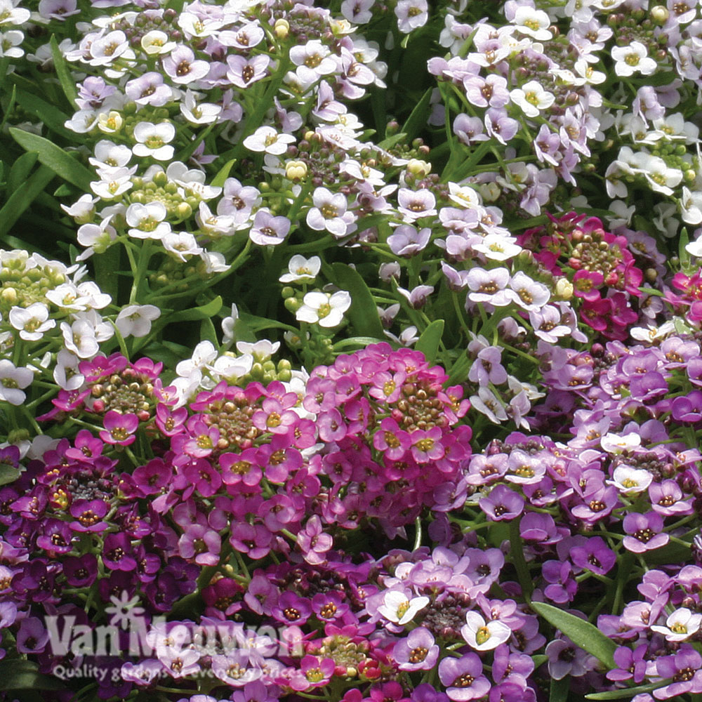 Alyssum 'Alice Golf Mixed'