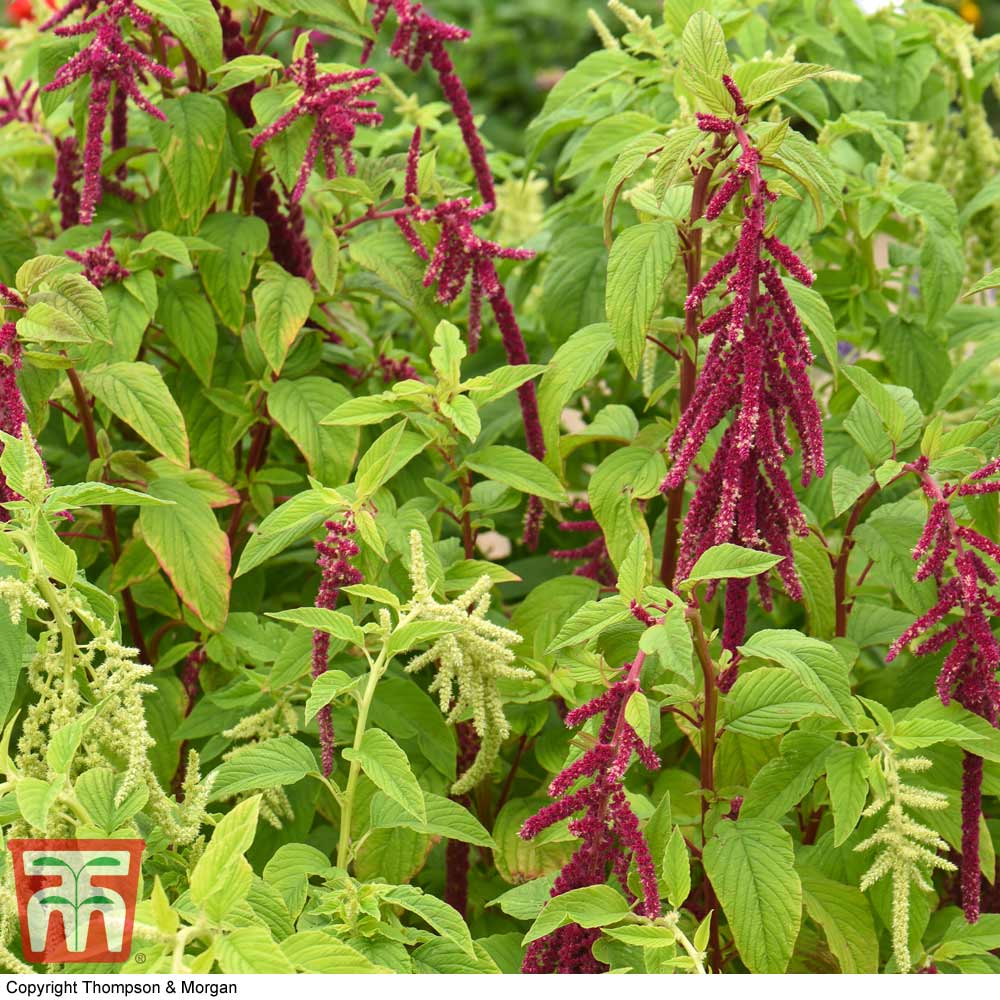 Amaranthus caudatus 'Pony Tails Mixed'