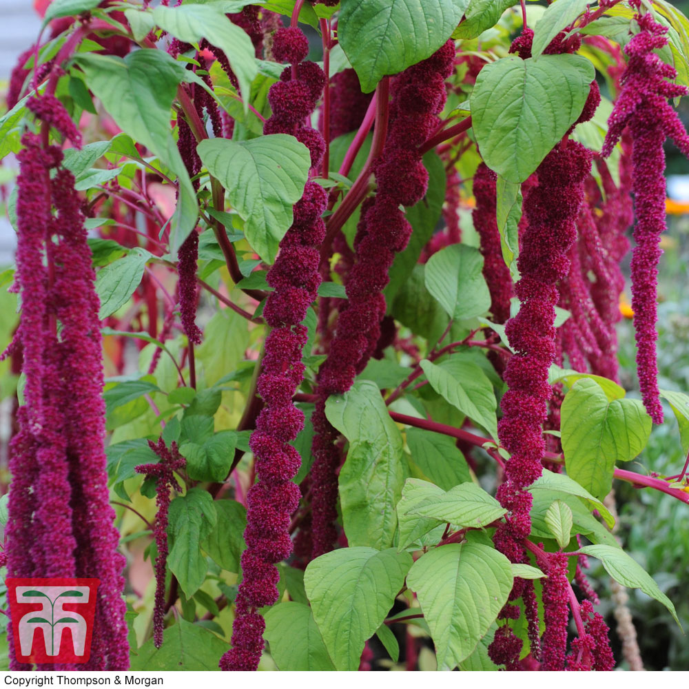 Amaranthus caudatus 'Love Lies Bleeding'