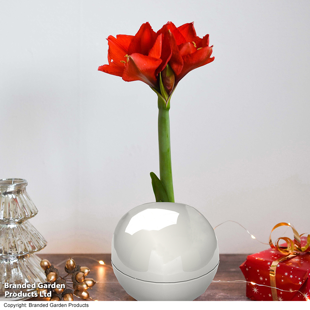 Amaryllis In Globe - Gift