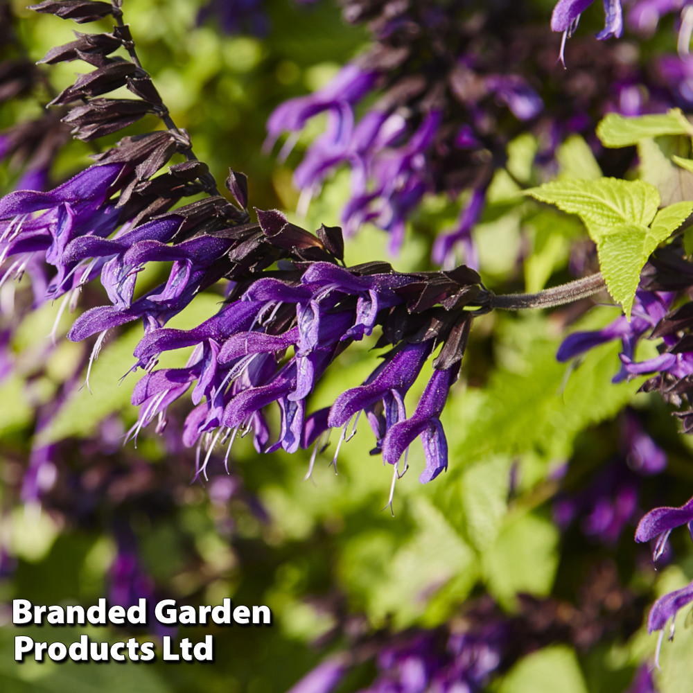 Salvia 'Amistad'