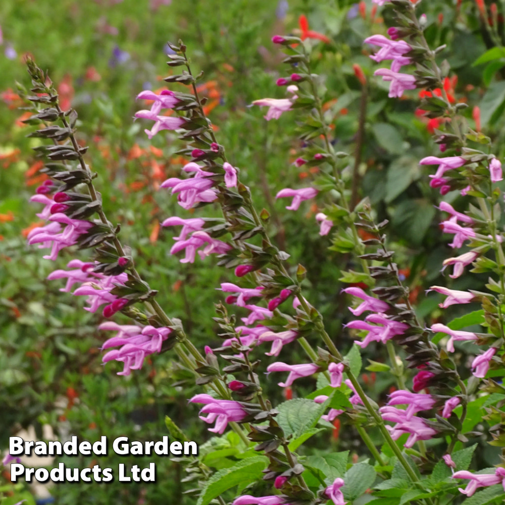 Salvia 'Amistad Pink'