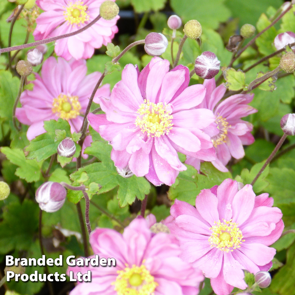 Anemone hupehensis var. japonica 'Pamina'