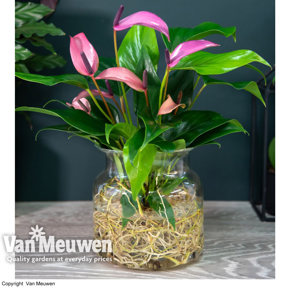 Anthurium Aqua in Sierglass (House Plant)