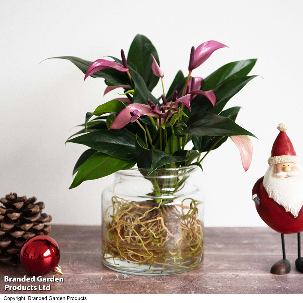 Anthurium Aqua - Gift