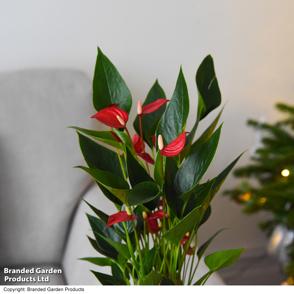 Anthurium 'Million Flower' - Gift