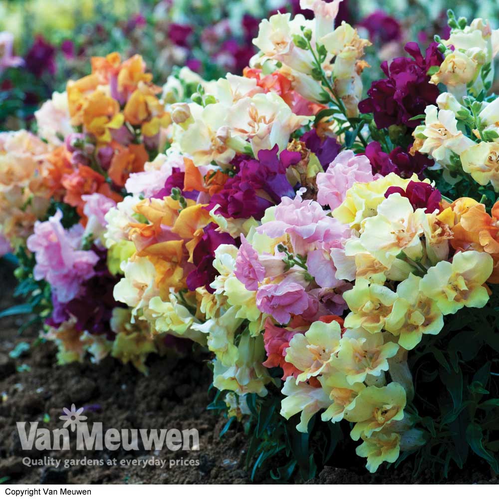 Antirrhinum 'Mini Butterflies Mixed'