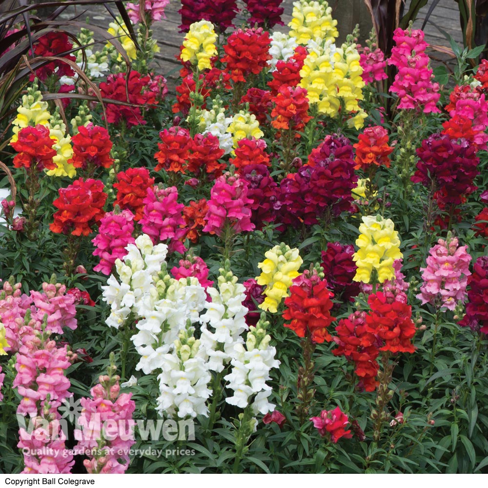 Antirrhinum 'Sonnet Mixed'