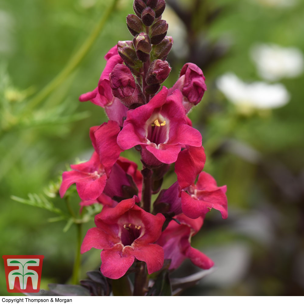 Antirrhinum 'Mini Cherry Cola'