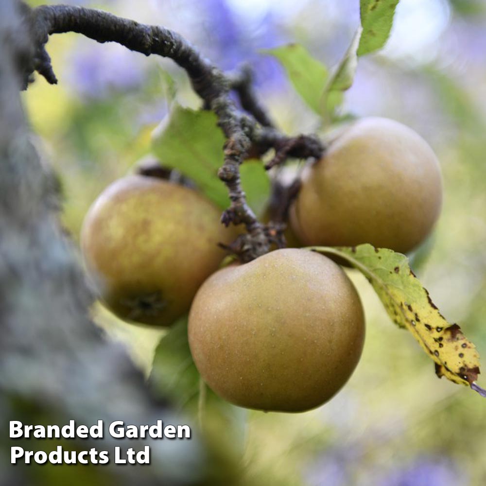 Apple 'Egremont Russet'