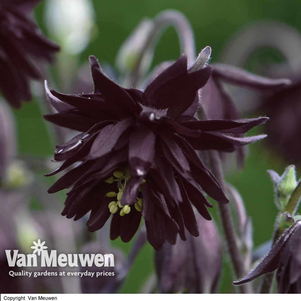 Aquilegia vulgaris var. stellata 'Black Barlow'