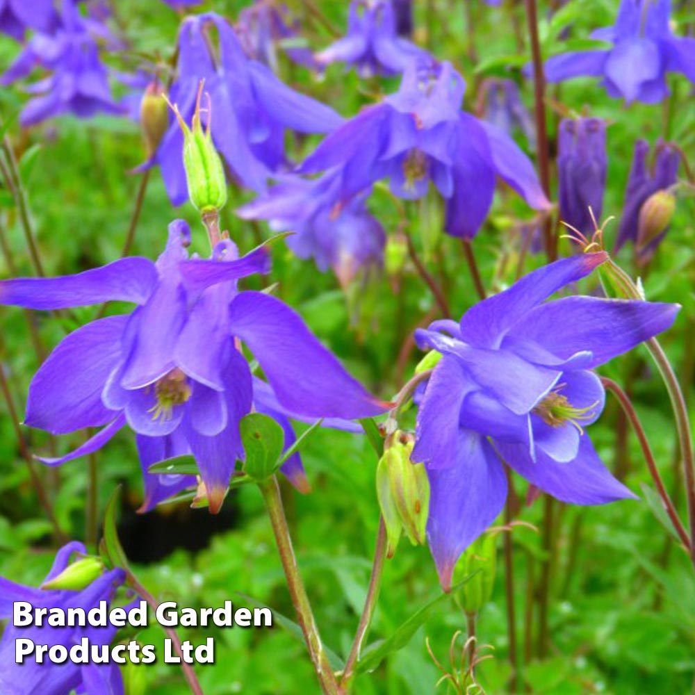 Image of Aquilegia Alpina