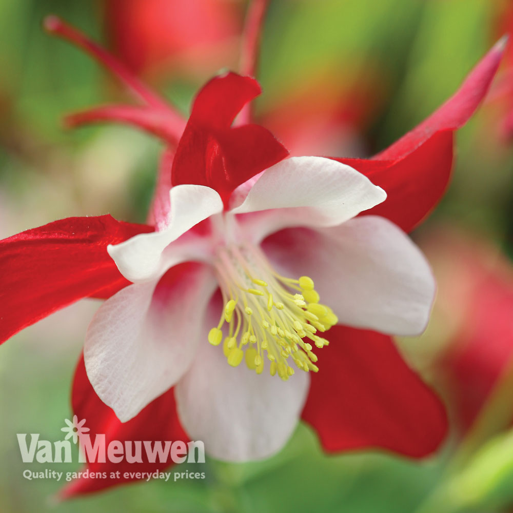 Aquilegia 'Red Dream'