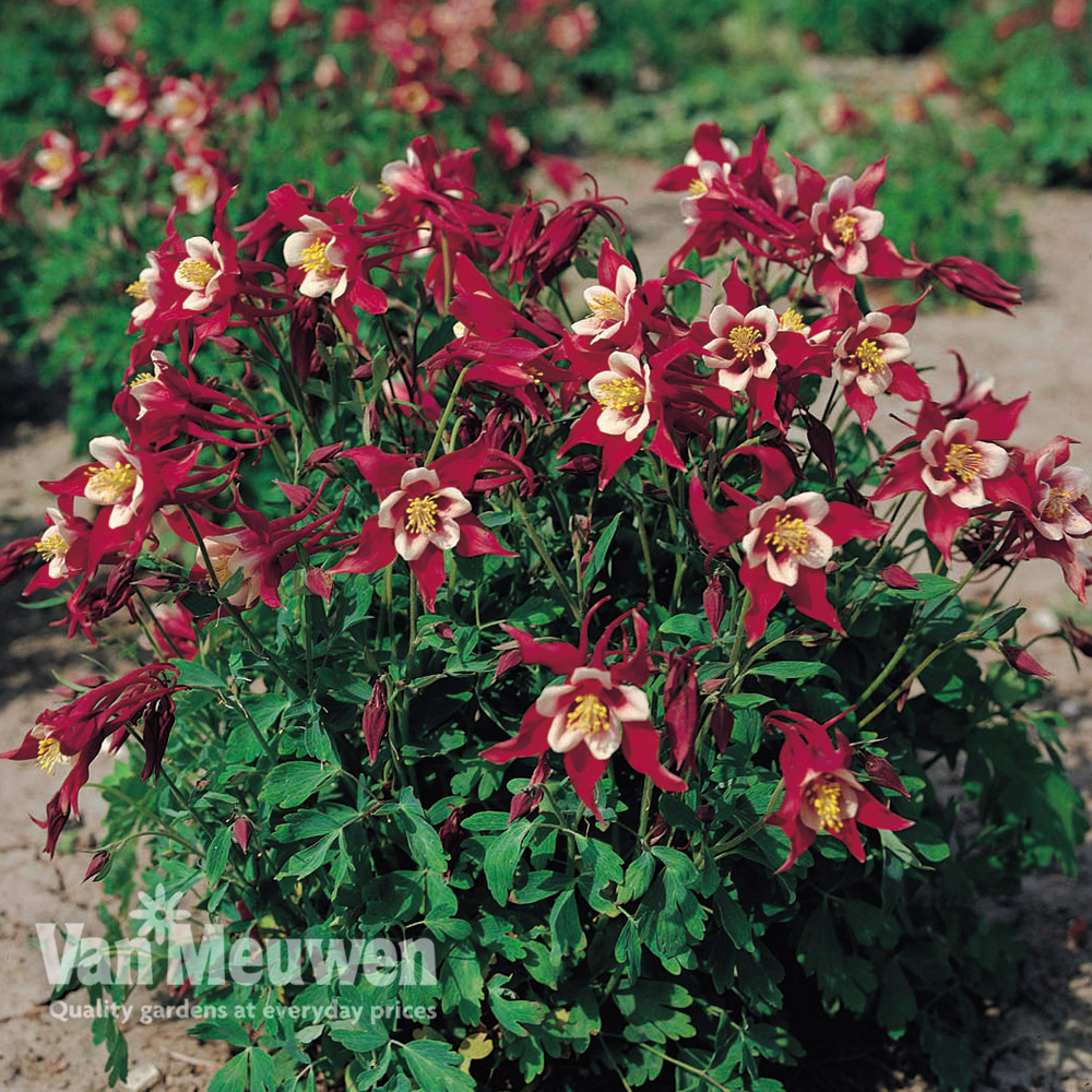 Aquilegia 'Danish Dwarf'