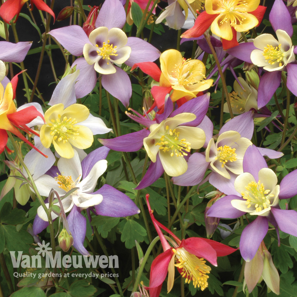 Aquilegia caerulea 'Mrs Scott-Elliott' (Garden ready)