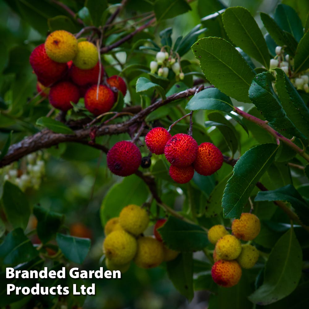 Strawberry Tree