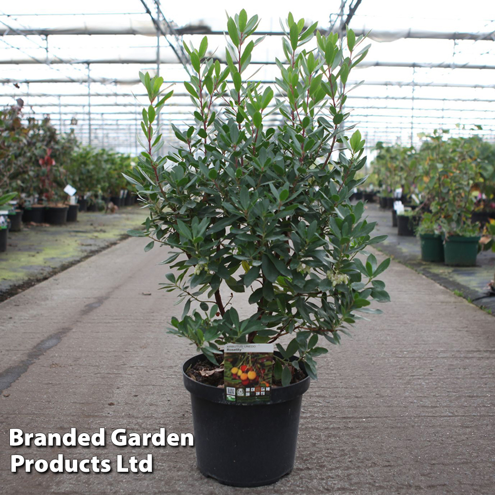 Arbutus unedo 'Roselily' at Van Meuwen