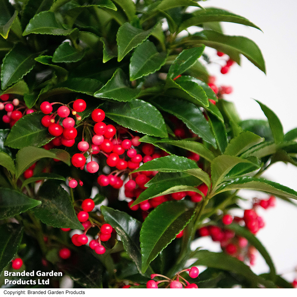 Ardisia crenata 'Queen Star' - Gift